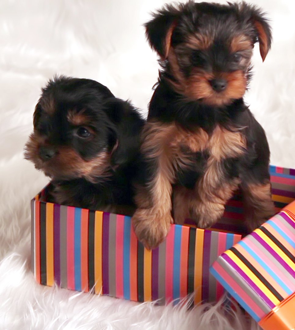 Puppy palace near me 2025