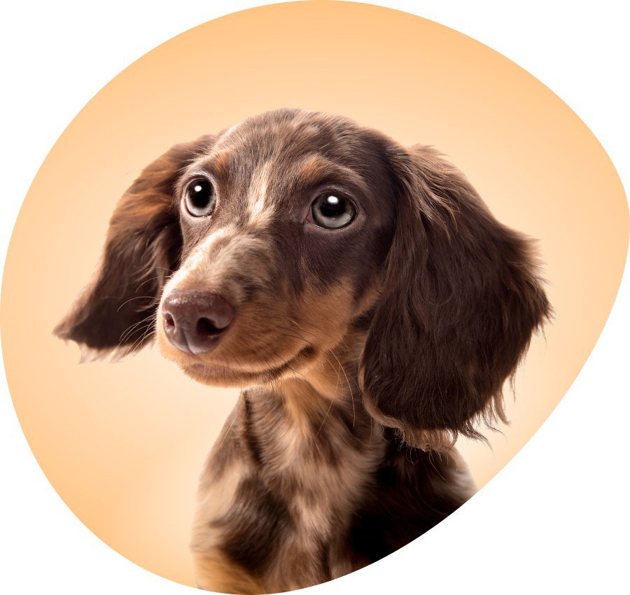 Puppy palace near me 2025