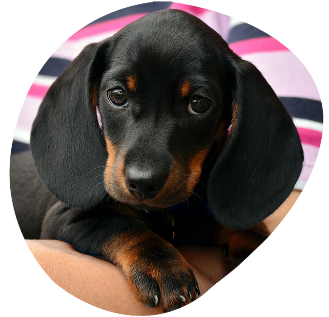 Puppy Healthy Warranty from The Puppy Palace