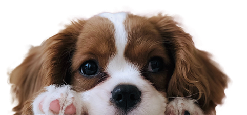 A Cavalier King Charles Spaniel puppy.