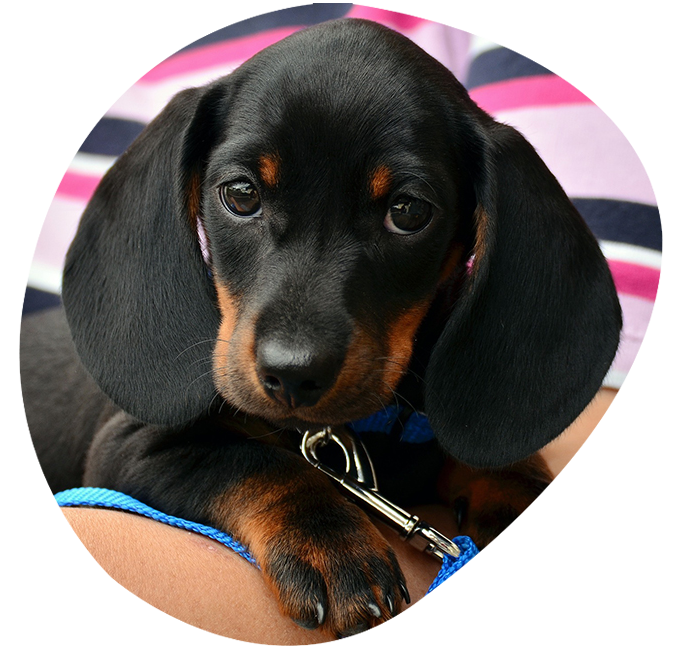 A puppy wearing a blue leash and collar.