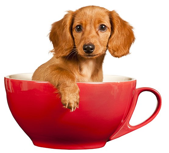 A Dachshund puppy sitting inside a red cup.