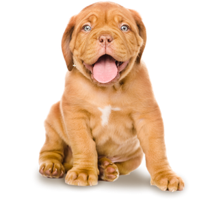 Increase revenue with a Puppy Palace Franchise