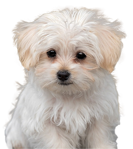 A Maltese.