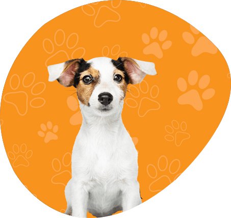 Finance your new puppy at Puppy Palace