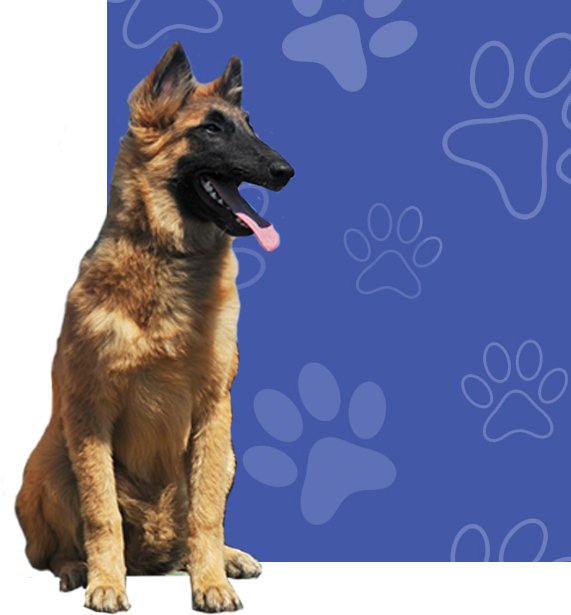 Franchise investment growth with Puppy Palace