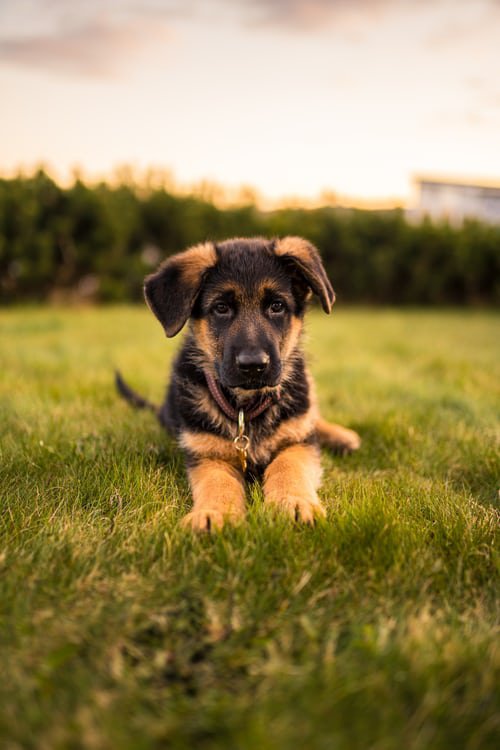 Groom your Puppy Palace Pet