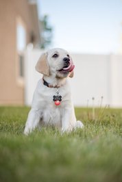 See all of the available Puppies for sale at the local Puppy Palace store