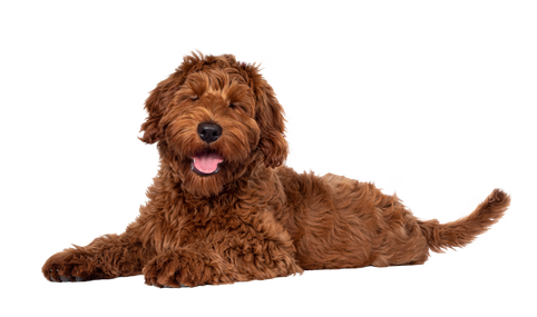 Learn More about investing in a Puppy Palace Franchise