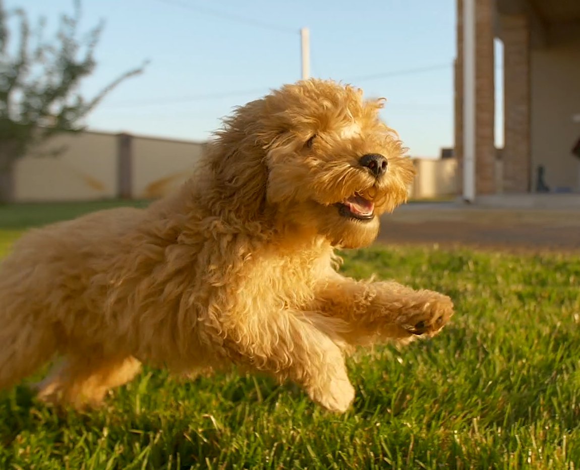 Puppies for Sale at The Puppy Palace
