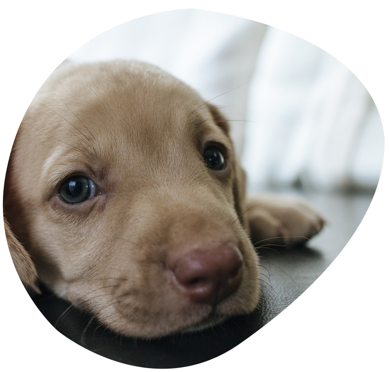 Close up of a puppy's face.