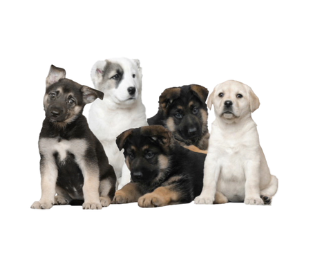 Puppy palace shop near me